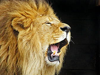 Woman killed by lion on safari